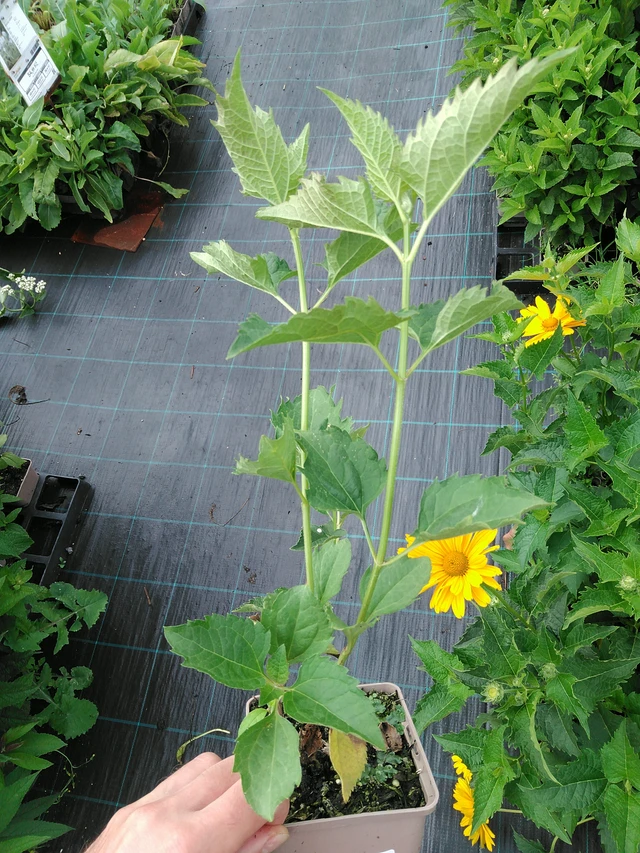 Punalehtivihma Snowball - 28. 7. 2025