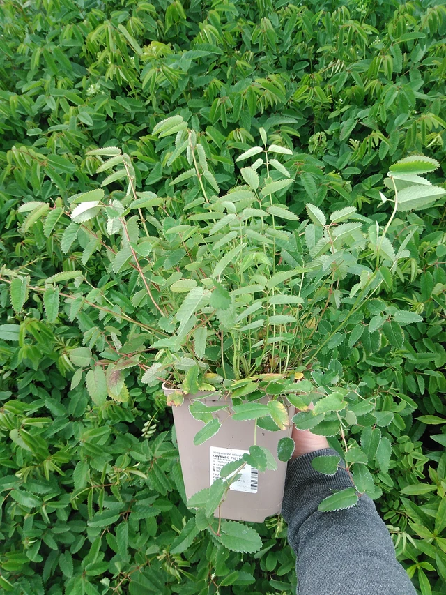 Veriruusuke Pieters - 9. 6. 2025