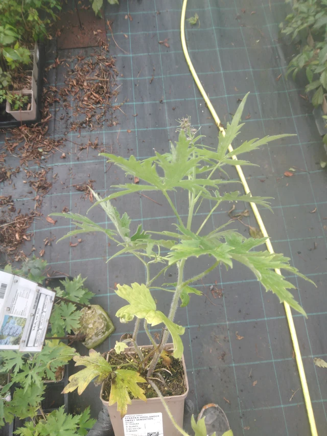 Espuela de caballero Highlander Sweet Sensation - 23. 10. 2025