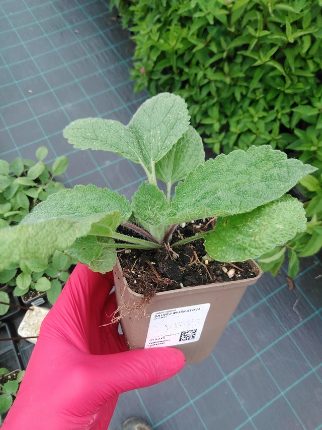 Muskottisalvia - 29. 7. 2025