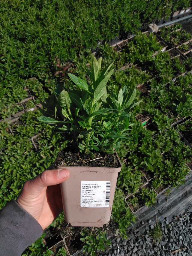 Rantakukka Robert - 13. 5. 2025