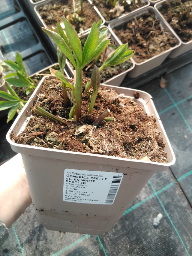 Hellebore Pretty Ellen White Spotted - 3. 4. 2025