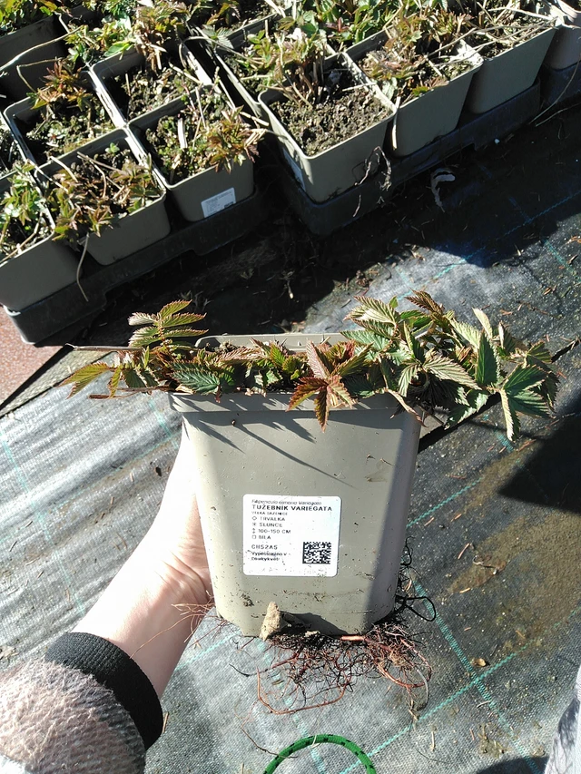 Legyezőfű Variegata - 7. 4. 2026