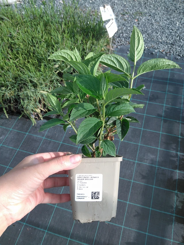 Hortenzie latnatá Silver Dollar - 11. 7. 2025
