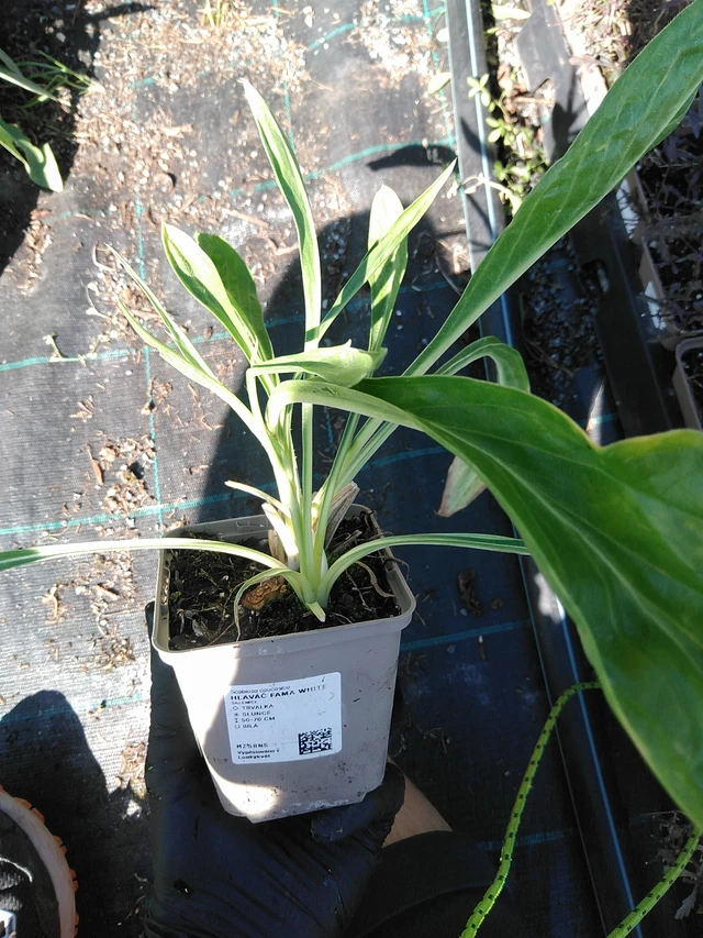 Hlaváč Fama White - 19. 8. 2025