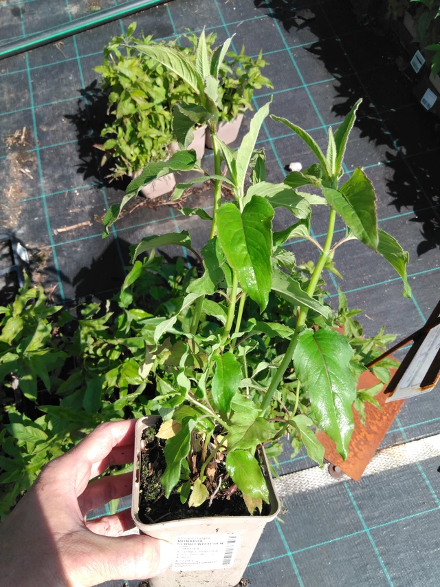 Monarda Schneewittchen - 13. 5. 2025