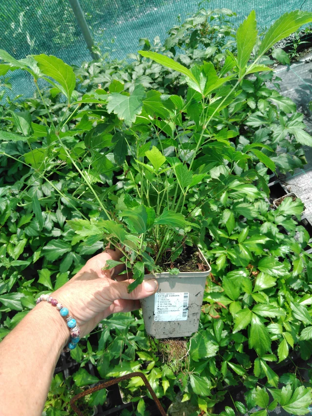 Astilbe Europa - 2024