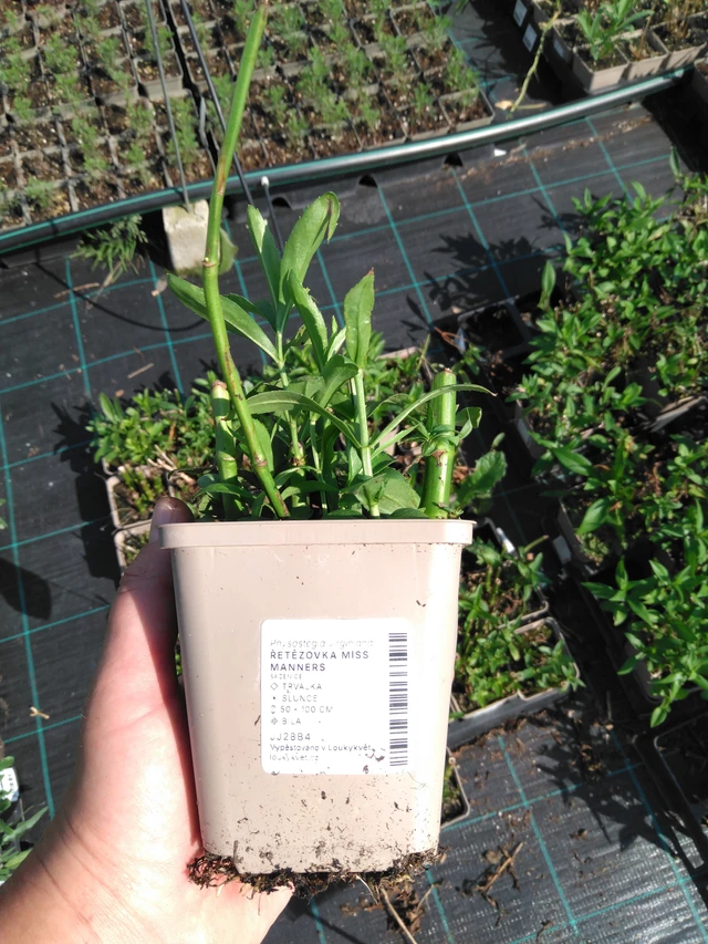 Fisostegia Miss Manners - 2024