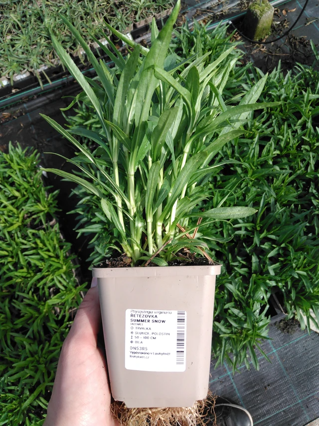 Lythrum Summer Snow - 2024