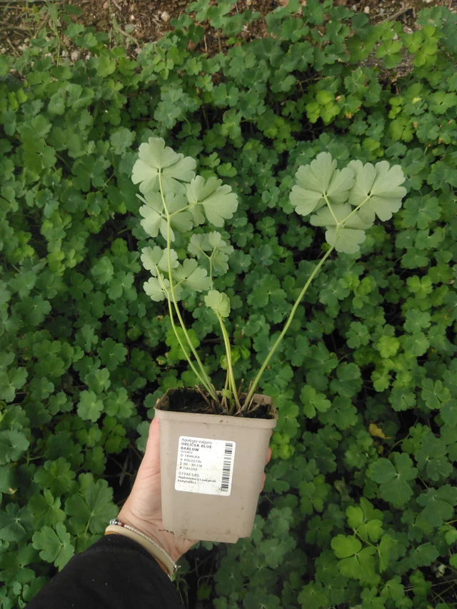 Columbine Blue Barlow - 2024