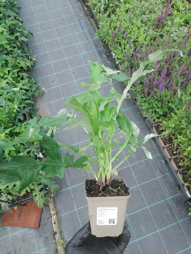 Sinipallo-ohdake Star Frost - 4. 8. 2025