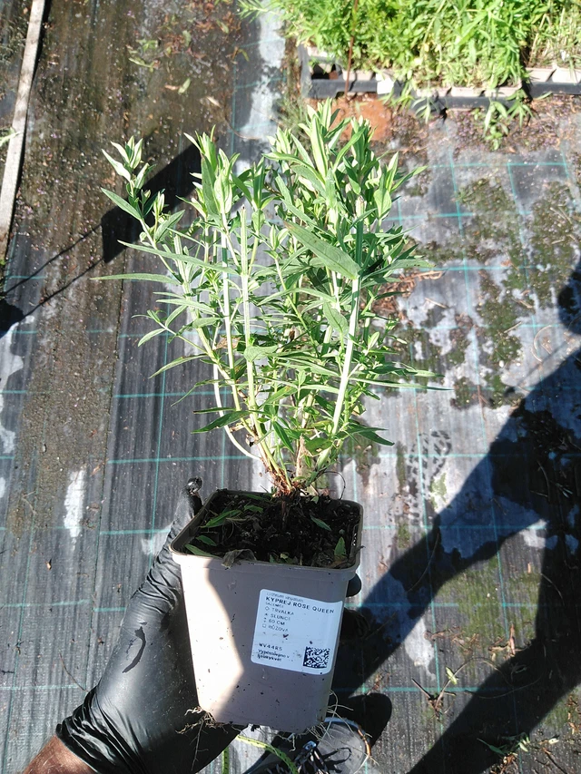 Kyprej Rose Queen - 19. 8. 2025