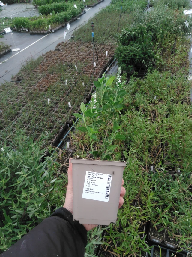 Verónica Melanie White - 2024