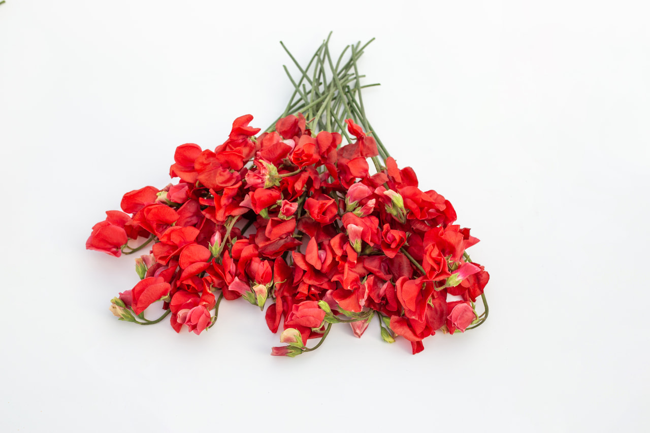 Pronkerwt Spring Sunshine Scarlet, Loukykvět