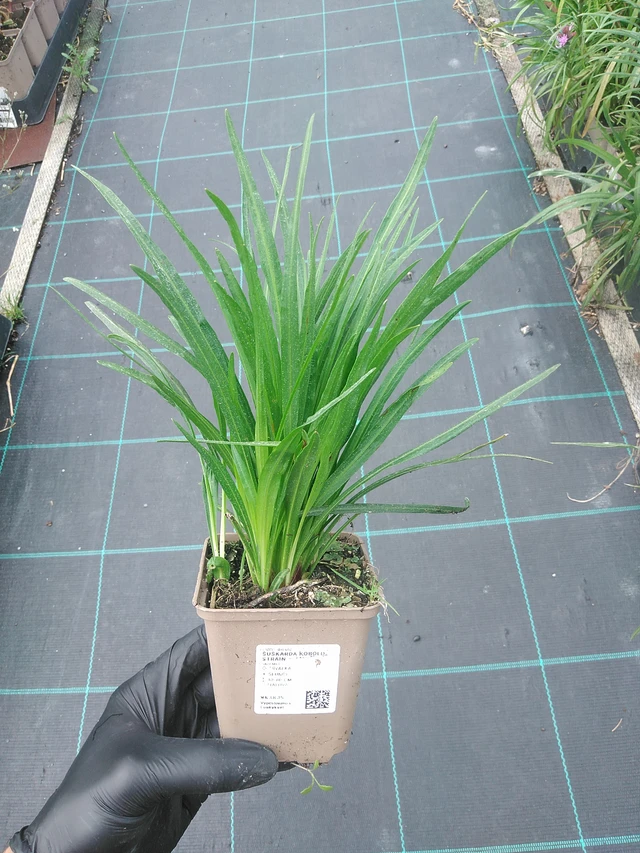 Ruusukaunokki Kobold Strain - 4. 8. 2025