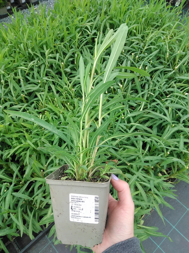 Boltonia decurrens - 9. 6. 2025