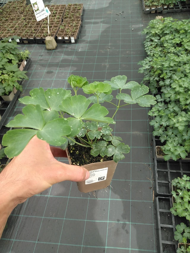 Akvileija Nora Barlow - 21. 7. 2025