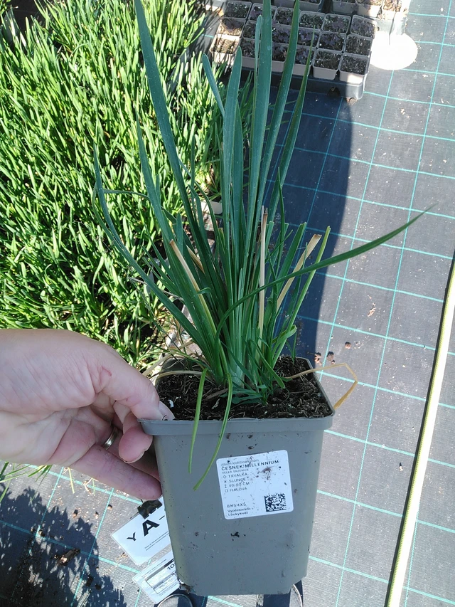 Laukka Millennium - 19. 8. 2025