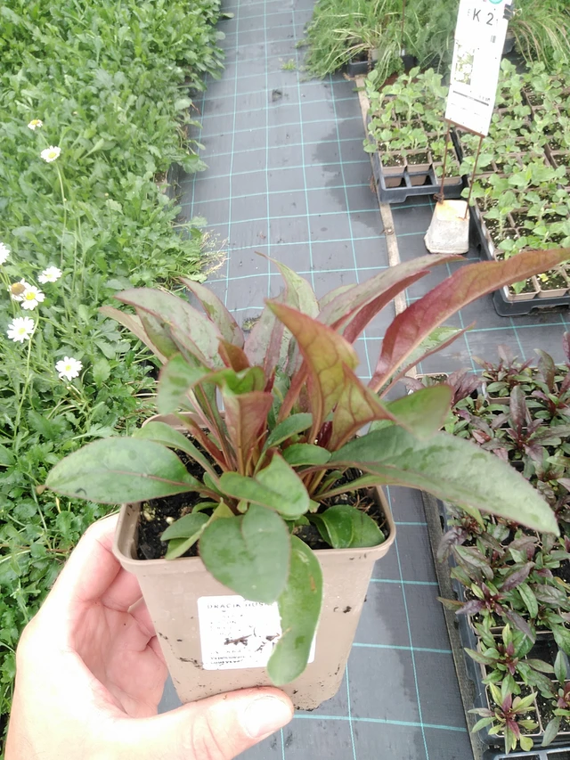 Penstemon Husker Red - 21. 7. 2025