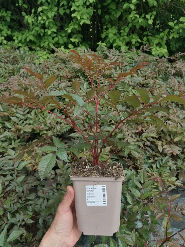 Astilbe Paul Gaarder - 2024