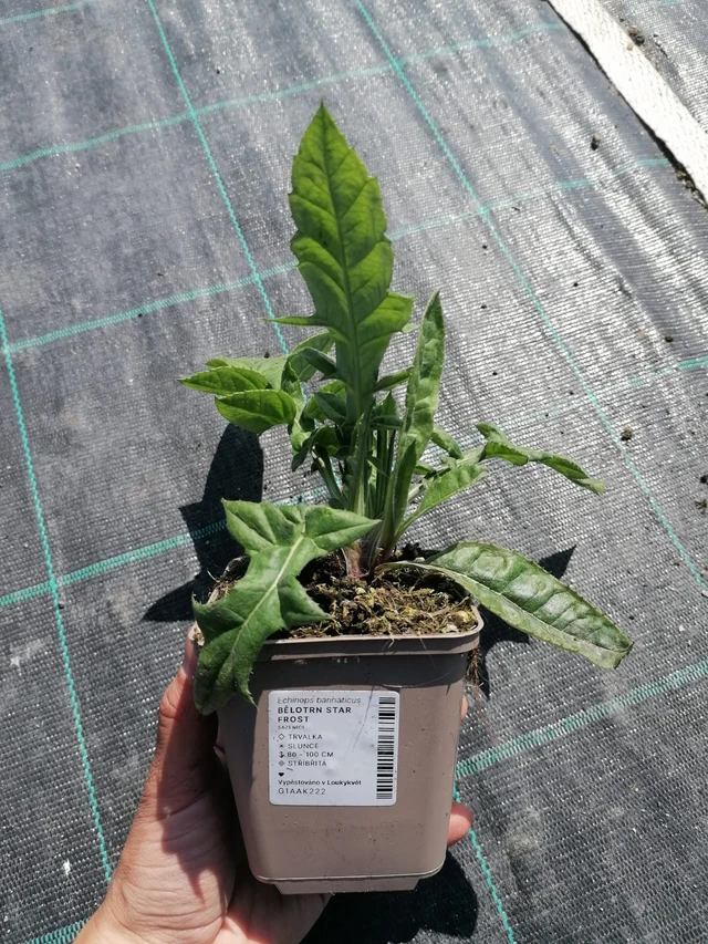 Sinipallo-ohdake Star Frost - 2024