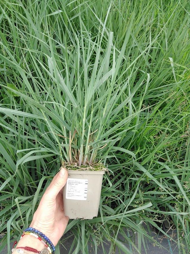 Proso prutnaté Prairie Sky - 9. 6. 2025