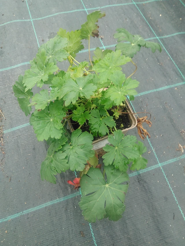 Kurjenpolvi Biokovo - 10. 9. 2025