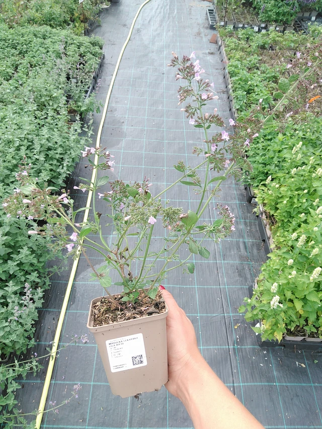 Tarhamari Lila Riese - 10. 9. 2025