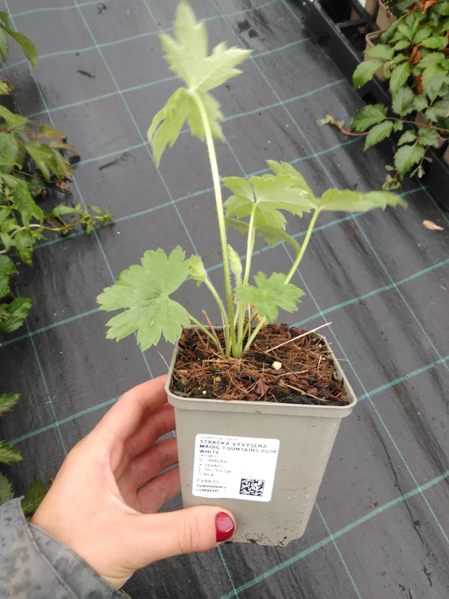 Espuela de caballero Magic Fountains Pure White - 10. 9. 2025