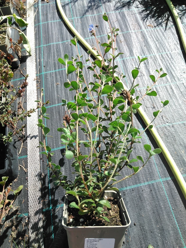 Plumbago - 19. 8. 2025