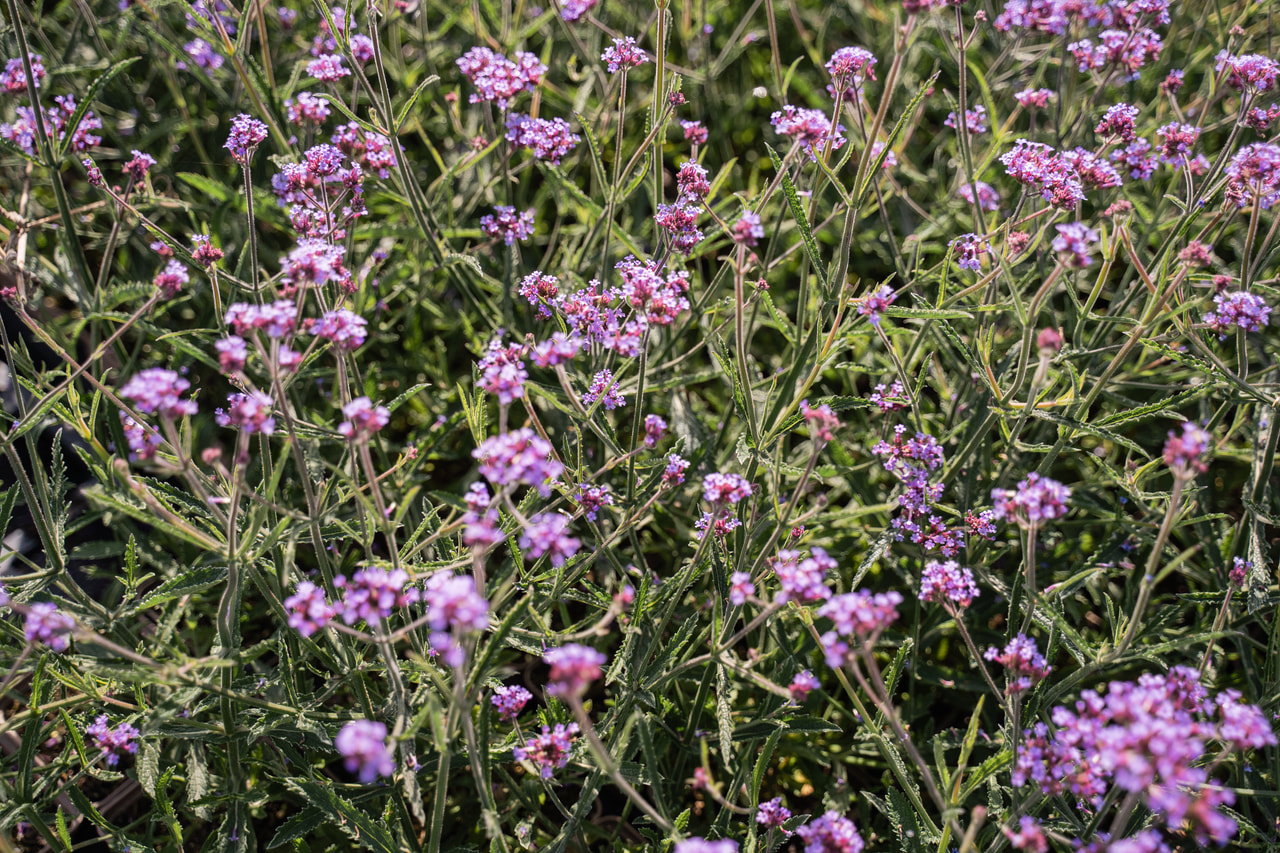 Eisenkraut Lollipop, Loukykvět