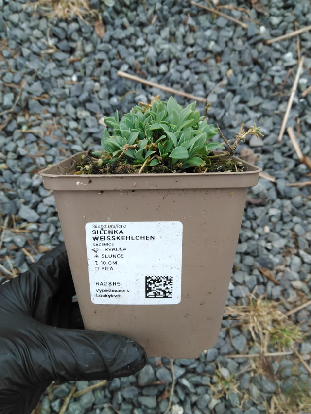 Silenka Weißkehlchen - 1. 4. 2026