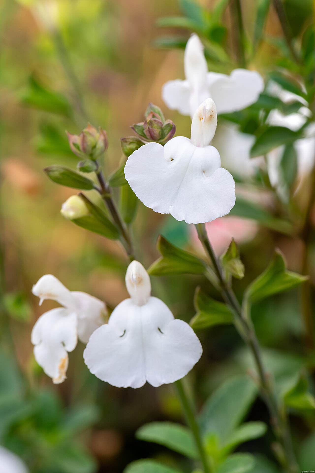 Šalvěj Gletsjer, Loukykvět