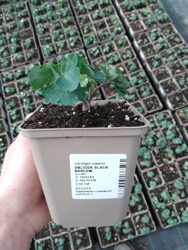 Akvileija Black Barlow - 2024