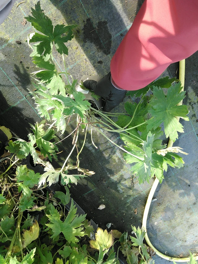 Espuela de caballero Magic Fountains Pure White - 31. 10. 2025