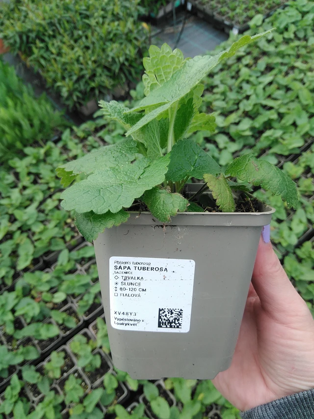 Sápa Tuberosa - 9. 6. 2025