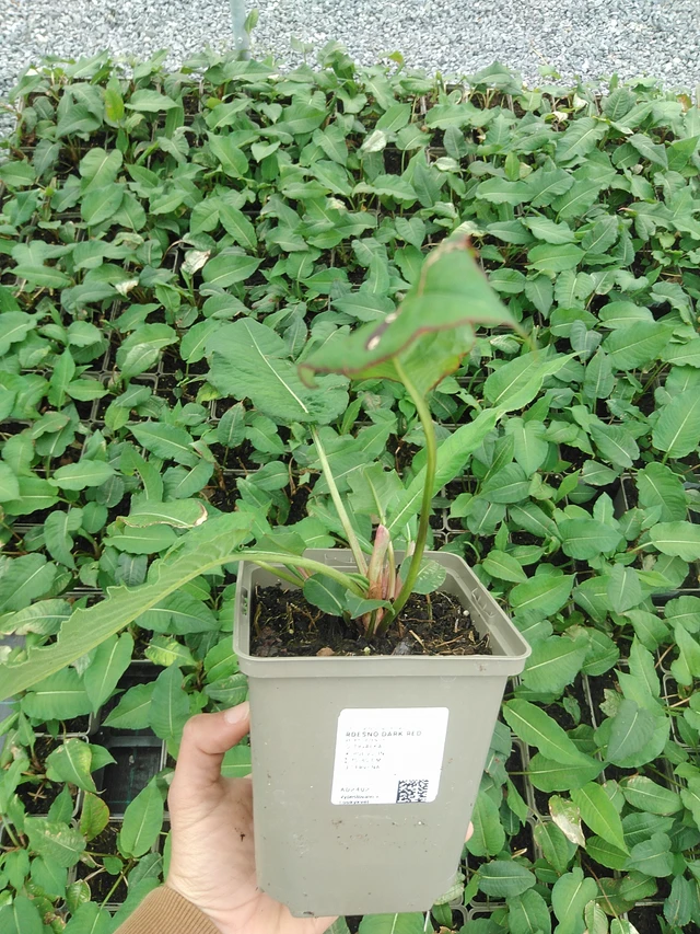 Persicaria Dark Red - 9. 6. 2025