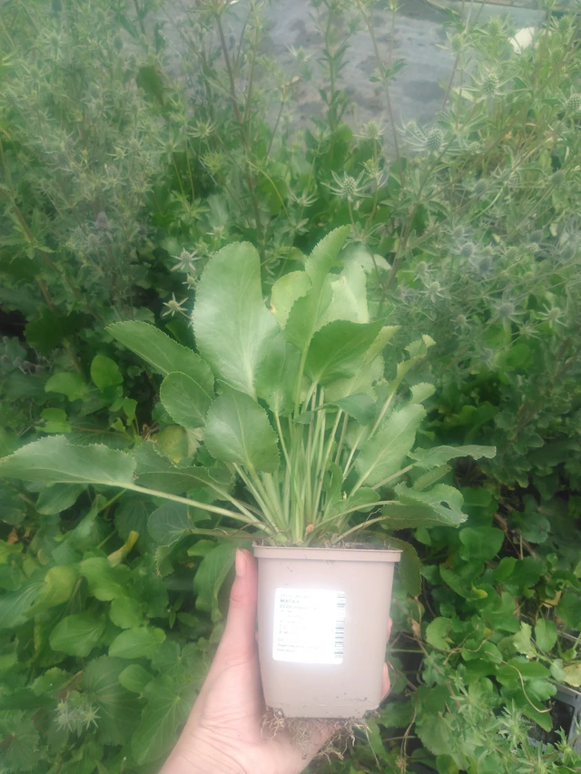 Panicaut plan - 2024