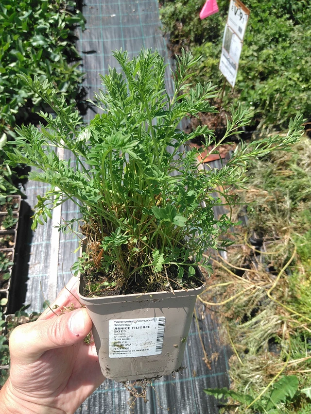 Astrantia Filigree Skies - 24. 6. 2025