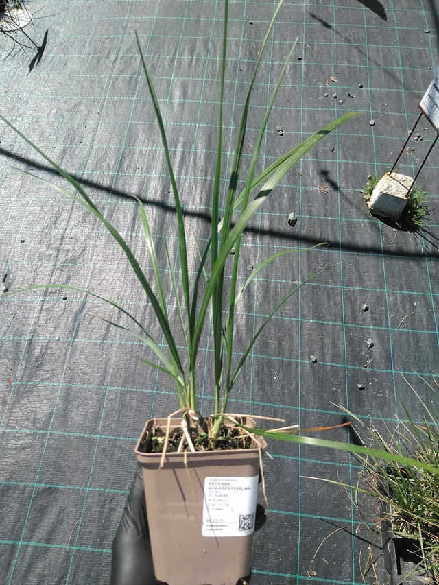 Pěchava dlouhostébelná - 19. 8. 2025