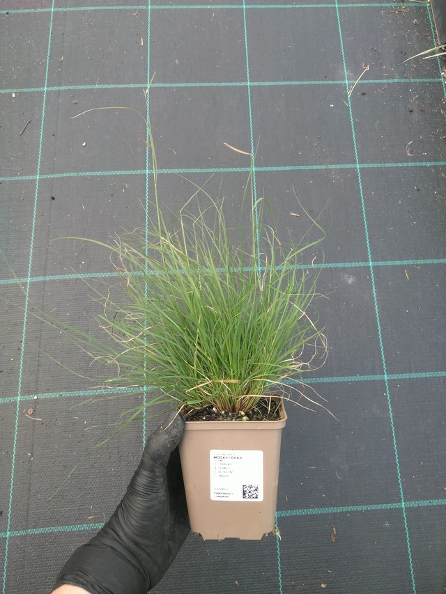 Moskytovka - 10. 7. 2025