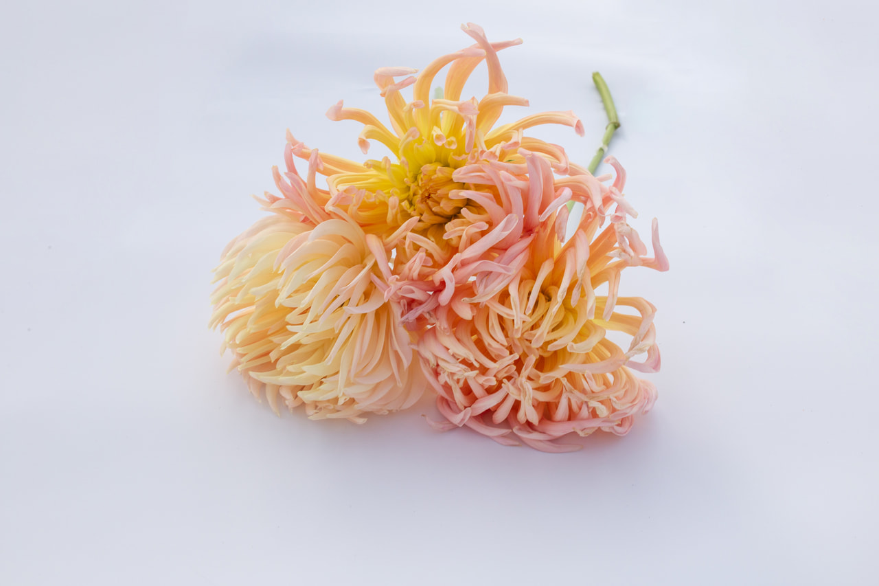 Jiřina Apricot Star, Loukykvět