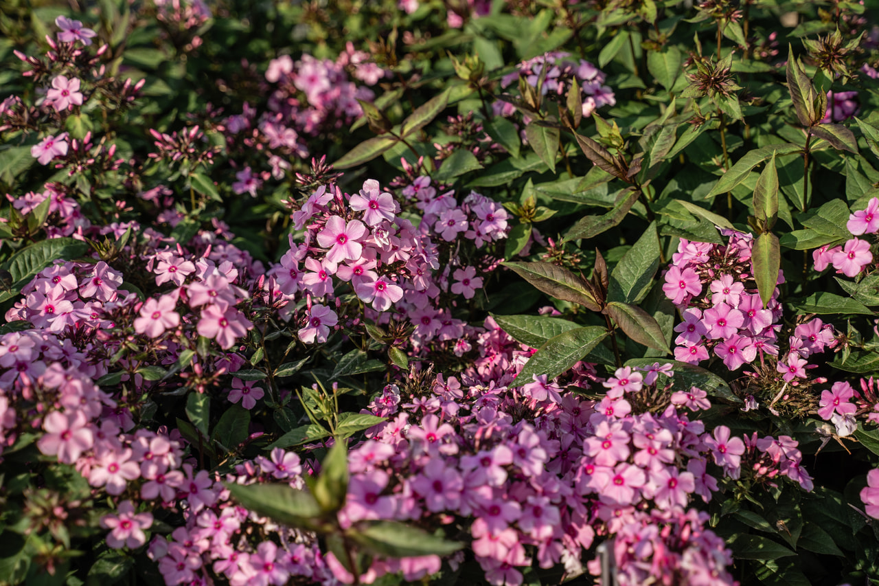 Lángvirág Sweet Summer Melody, Loukykvět