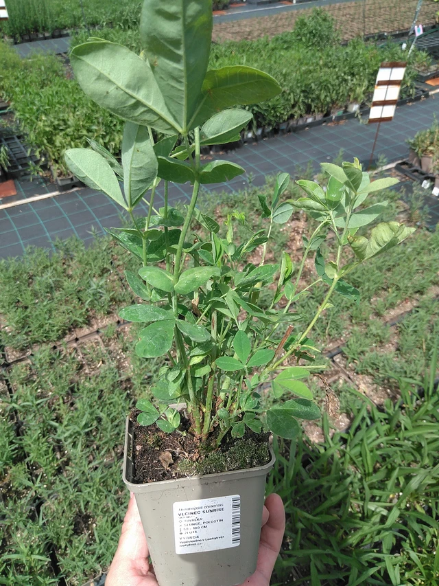 Lupine Sunrise - 24. 6. 2025