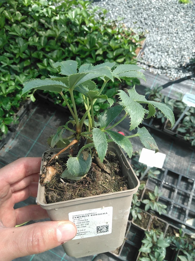 Hellebore korsická - 24. 6. 2025