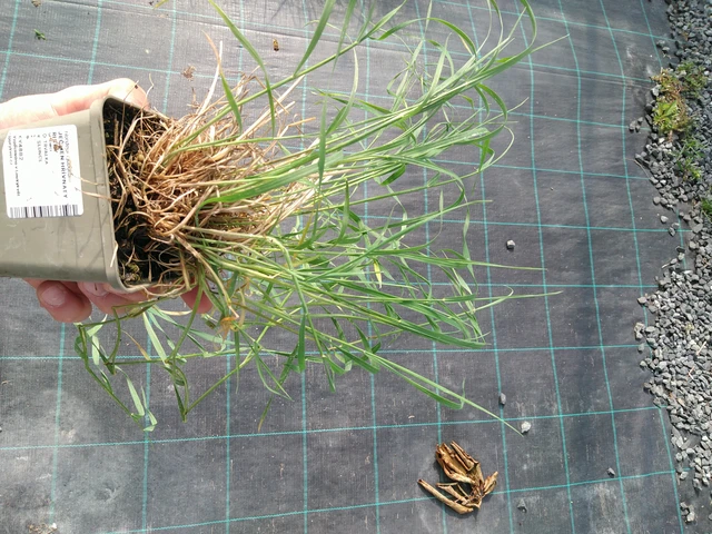 Jouhiheinä Ricky - 24. 6. 2025