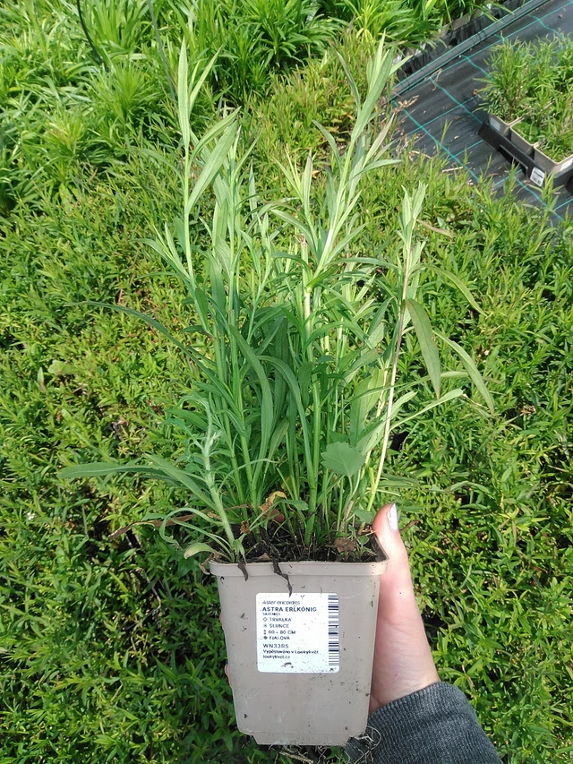 Aster Erlkönig - 9. 6. 2025