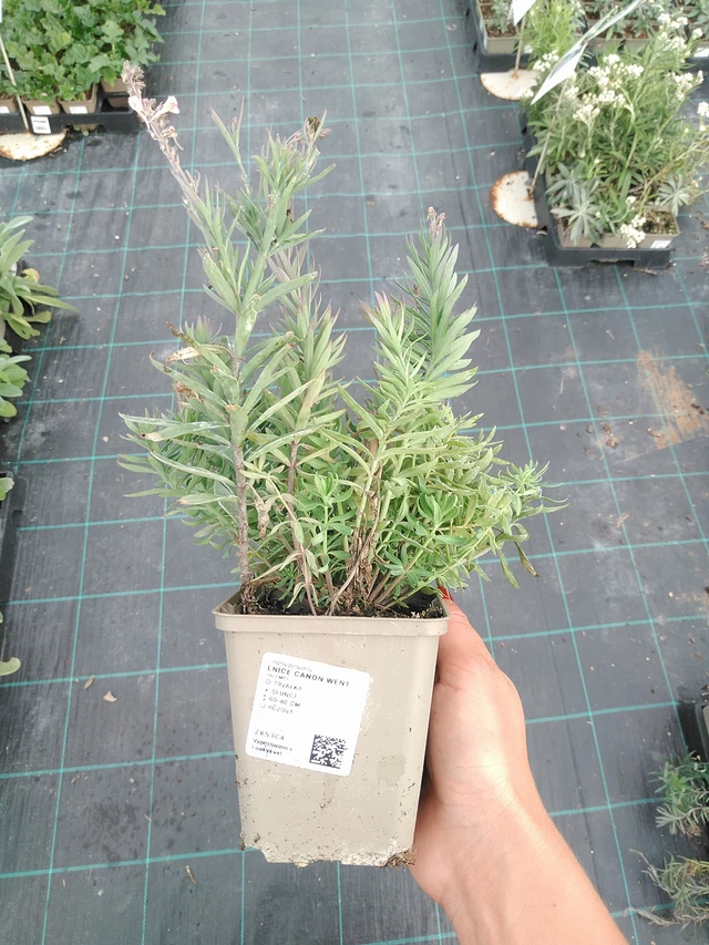 Linaria Canon Went - 10. 9. 2025