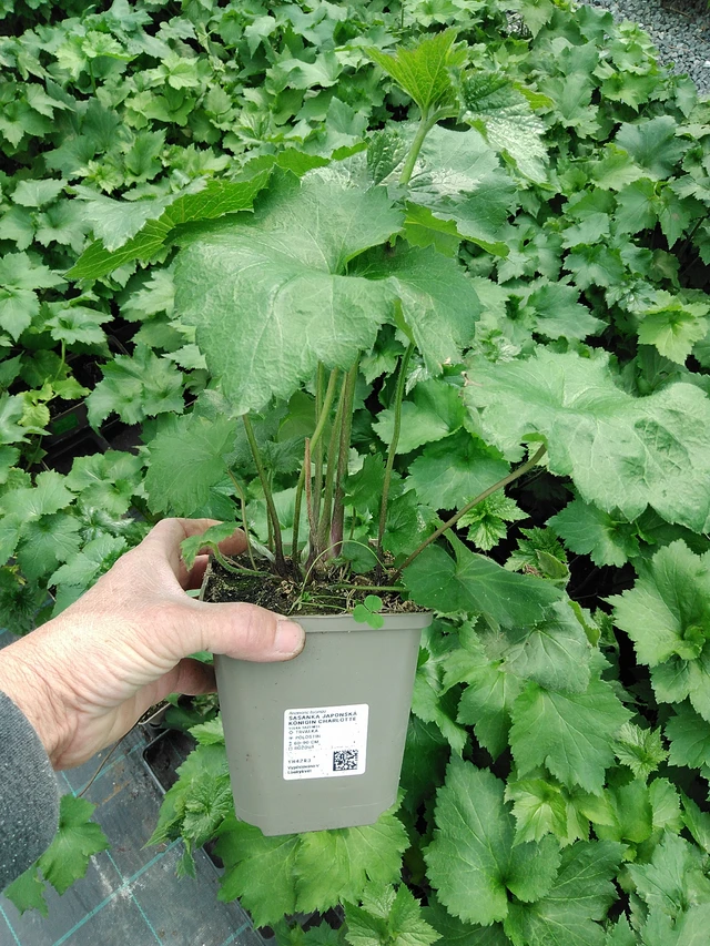 Anémona japonesa Königin Charlotte - 9. 6. 2025