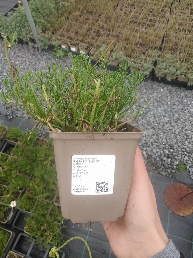 Rmenec sličný  - 10. 10. 2025